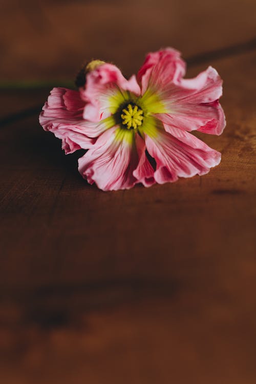 垂直拍摄, 粉紅色, 綻放的花朵 的 免费素材图片