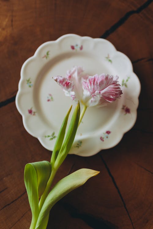 A plate with a flower on it and a tulip