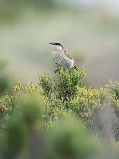 Gratis stockfoto met dierenfotografie, natuur, natuurfotografie