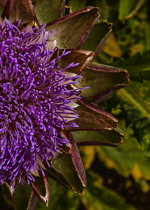 Fotos de stock gratuitas de alcachofa, flor de alcachofa, jardín