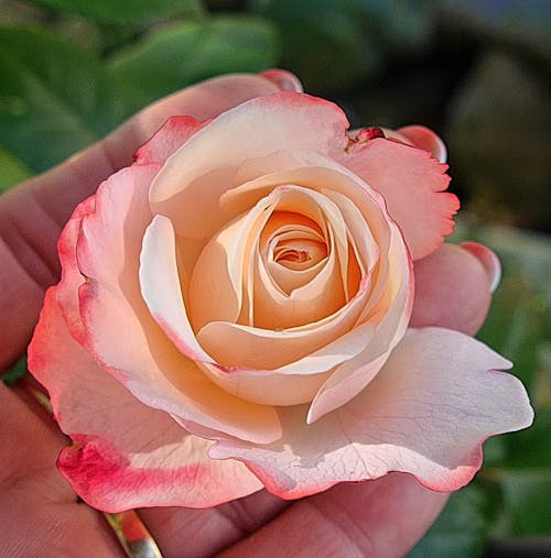 White and Red Petal Rose