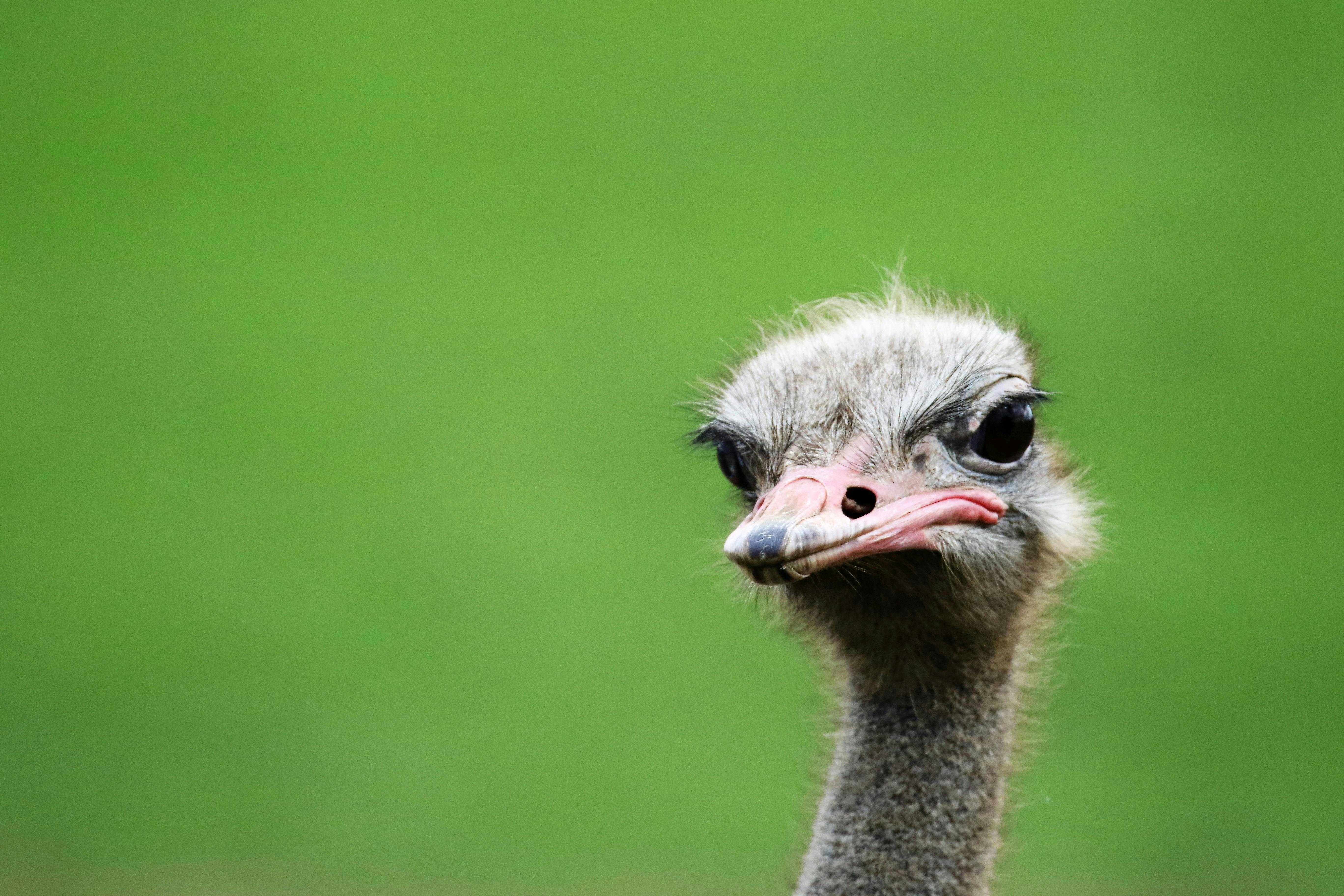 HD ostriches wallpapers  Peakpx