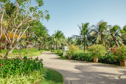A walkway in a park with palm trees and flowers