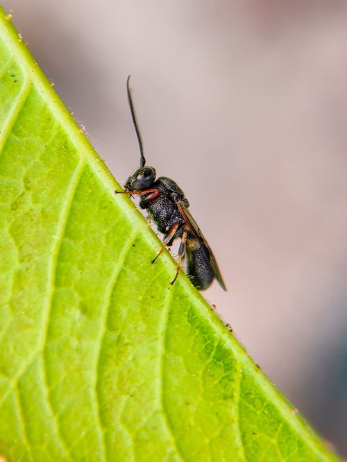 Free Detailed macro photograph of a wasp perched on a green leaf, highlighting the insect's features. Stock Photo