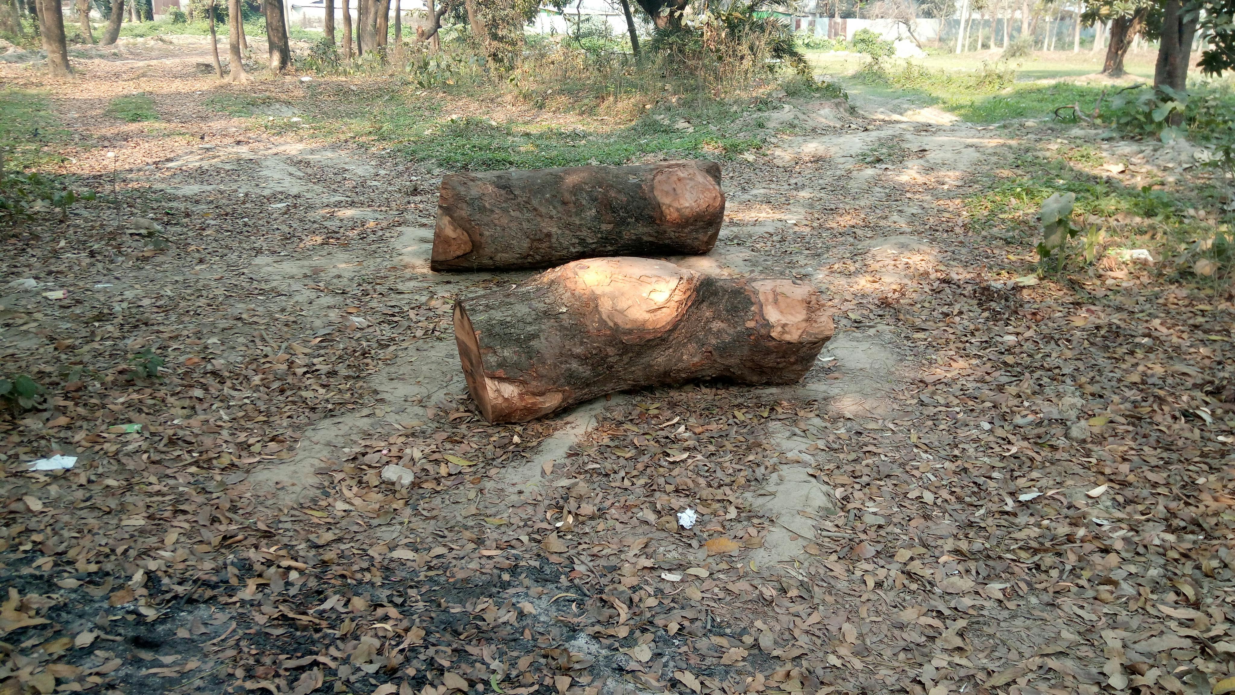 伝統的な衣装でバラタナティヤムを踊るインド人女性