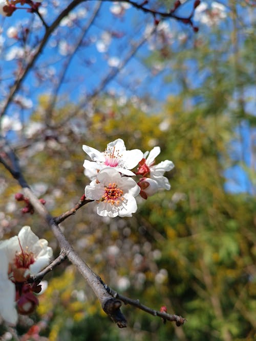 Foto stok gratis alam, bunga, cabang