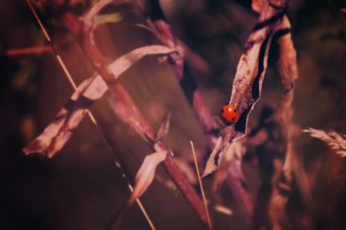 Ladybug Merah Di Leaf