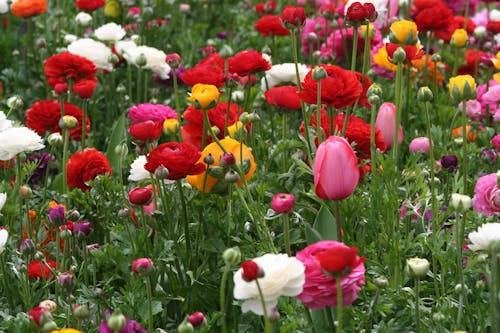 Tulipes Colorées à Toowoomba