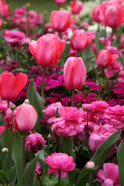 Gratis arkivbilde med blomster, landlig, natur