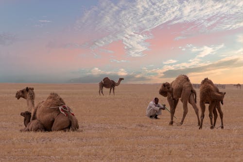 Man Sitting Near Four Camels