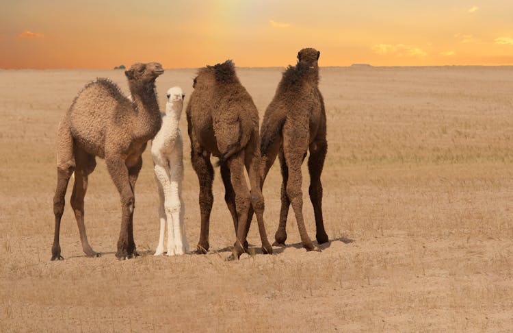 Three Brown Camels On Desert