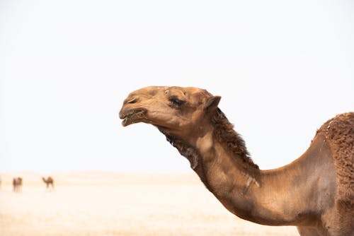 Selective Focus Photography of Brown Camel