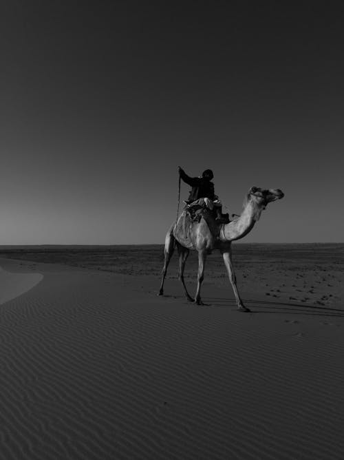 Imagine de stoc gratuită din alb-negru, animal, arid