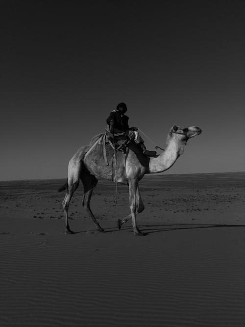 Imagine de stoc gratuită din alb-negru, animal, călătorie