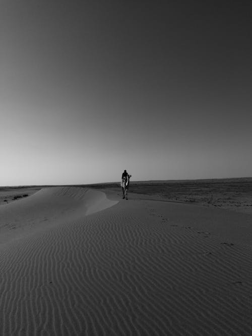 Foto d'estoc gratuïta de blanc i negre, camell, desert