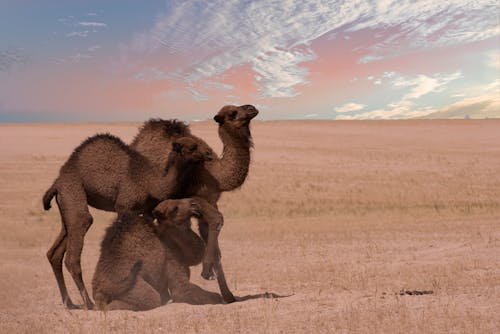 Group of Camels on Sand