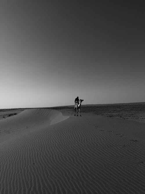 Imagine de stoc gratuită din alb-negru, animal, arid