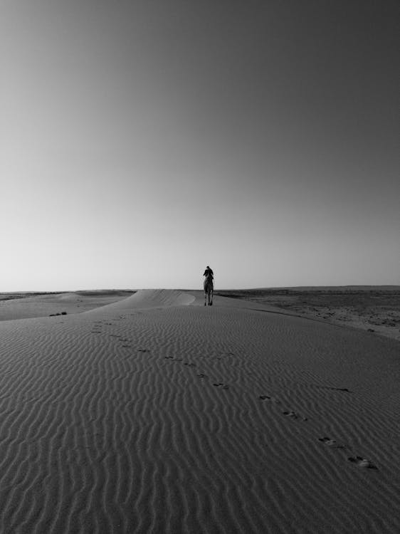 Imagine de stoc gratuită din alb-negru, arid, călărie