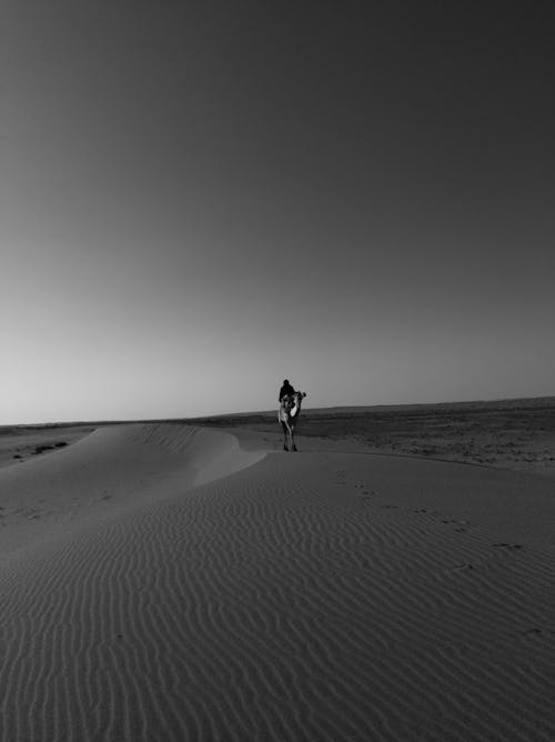 Foto d'estoc gratuïta de blanc i negre, camell, desert