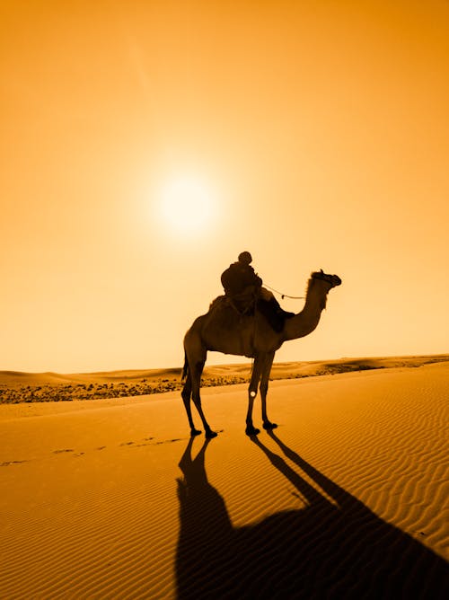 Kostnadsfri bild av djur, gul himmel, kamel