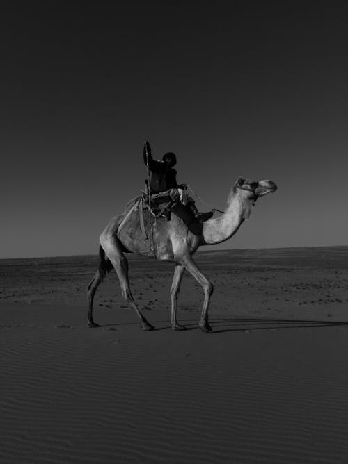 A black and white photo of a man riding a camel