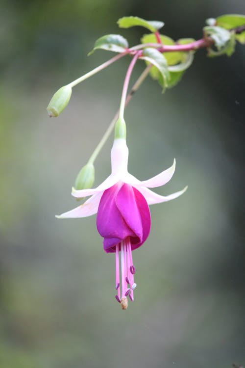 フクシア, フローラ, 咲くの無料の写真素材