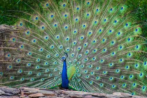 Colourful Peacock