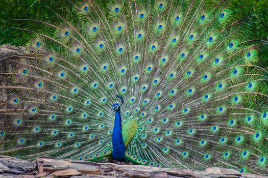 peacock photo