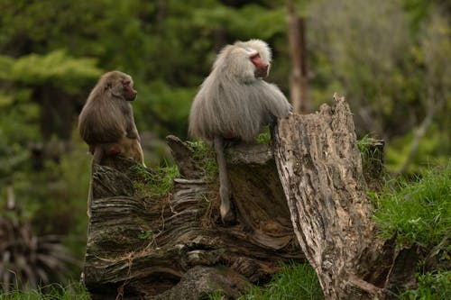 Two baboons sitting on a log in the grass