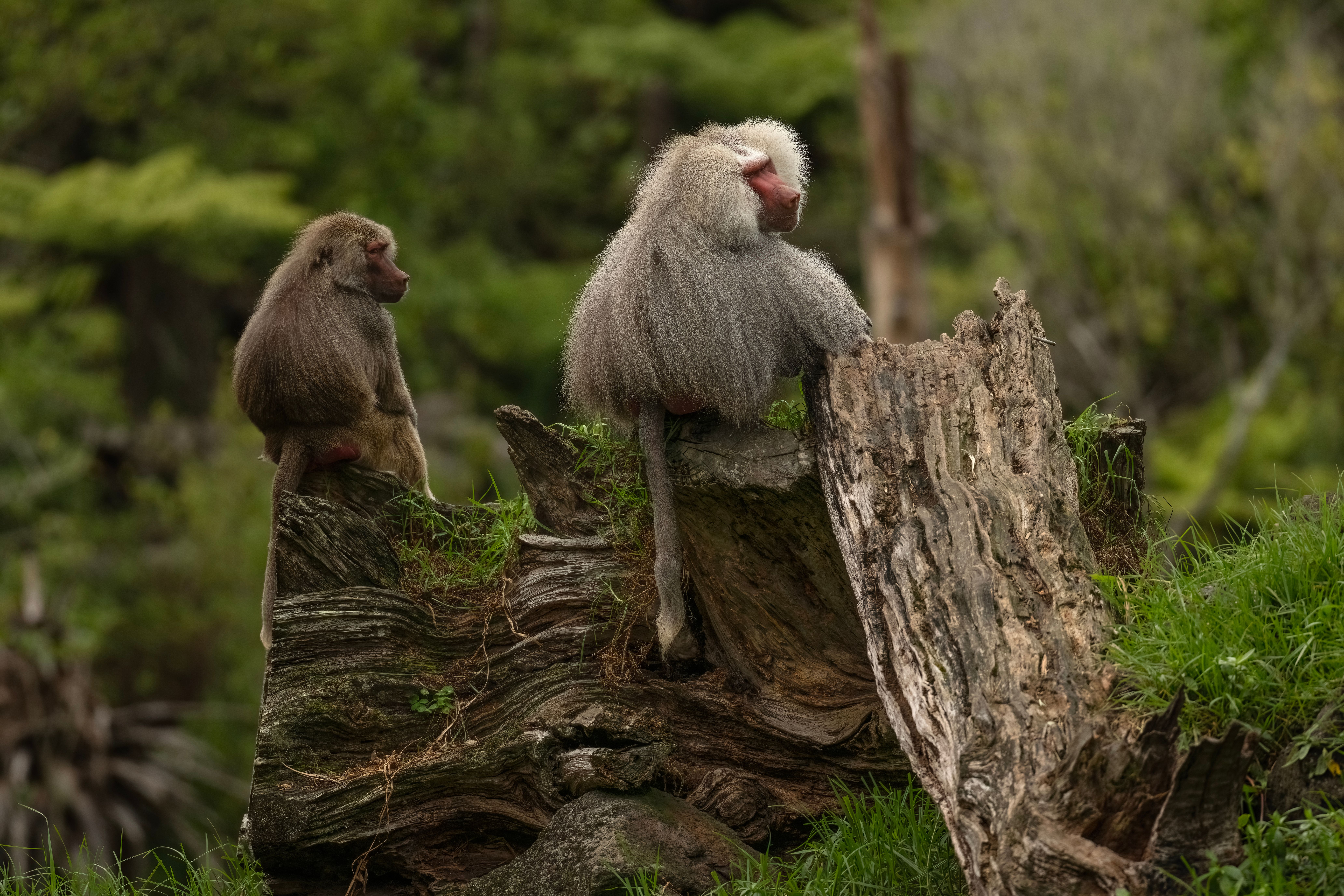 Foto profissional gratuita de ambiente natural, animais, animais ...