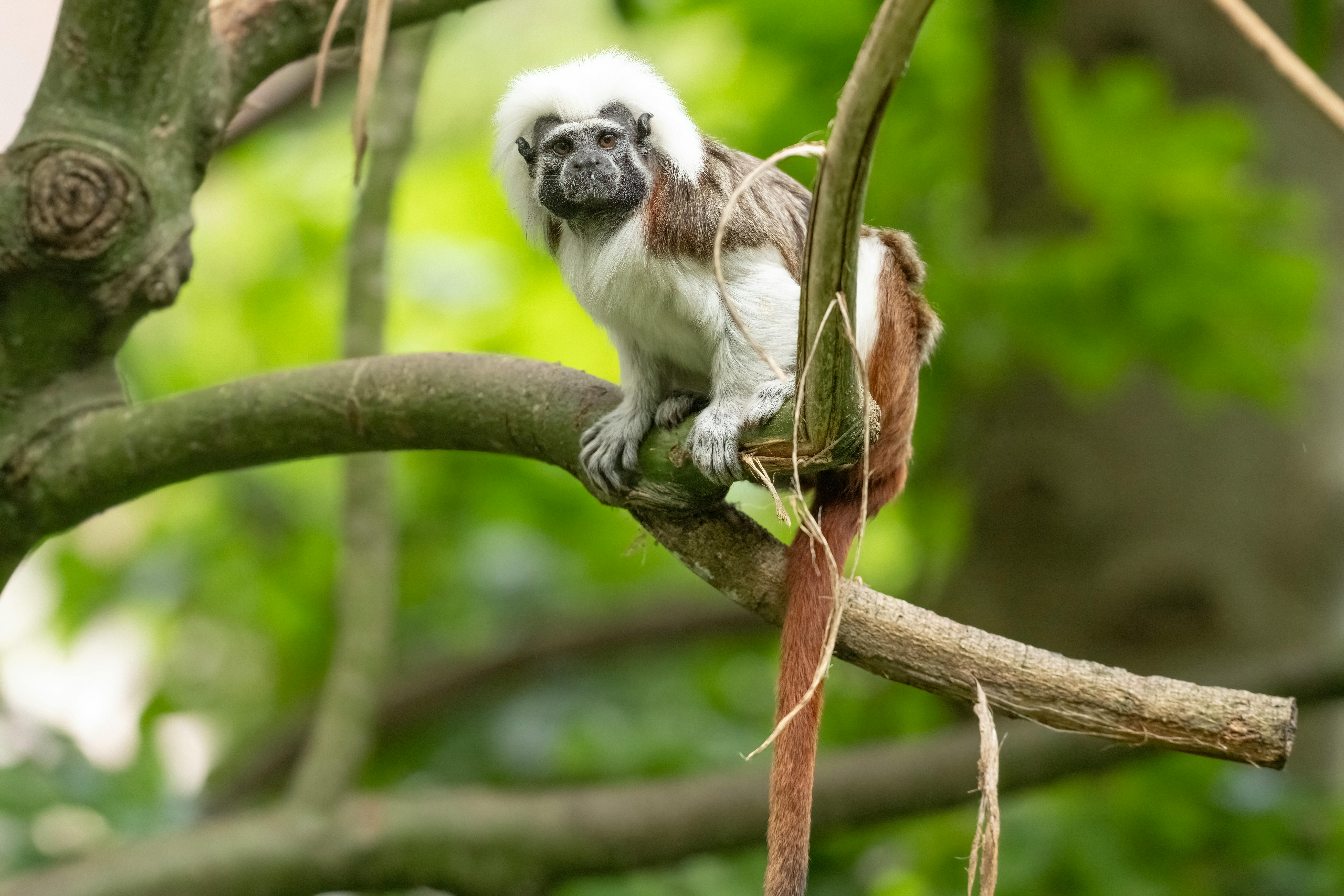 A cotton-top tamarin perched on a tree branch in a lush outdoor setting. - Rotorua