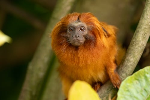 A red monkey sitting on a tree branch