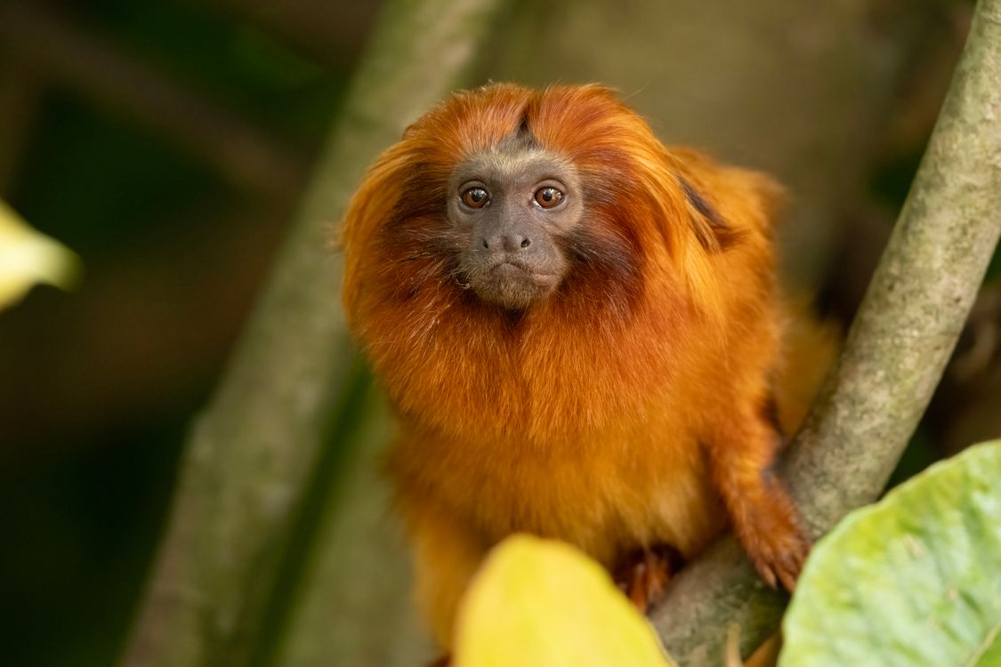 Ginger Monkey on Branch · Free Stock Photo