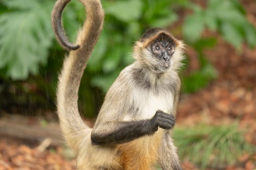 A monkey with long tail and long legs standing on its hind legs