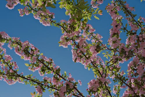 A tree with pink flowers against a blue sky