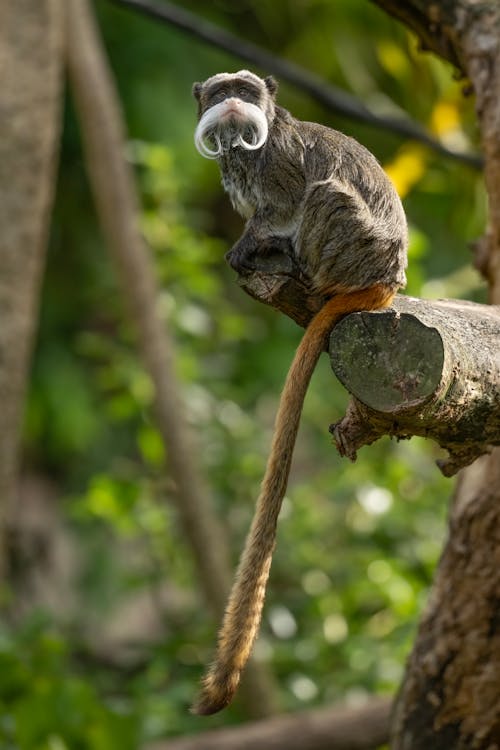 A monkey with a long tail sitting on a tree branch
