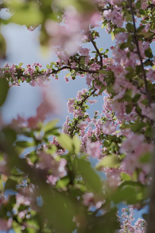 A close up of a pink cherry blossom tree