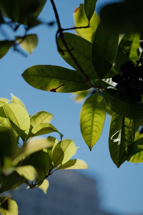 Free Leaves in sunlight with a clear blue sky background, showcasing natural beauty. Stock Photo