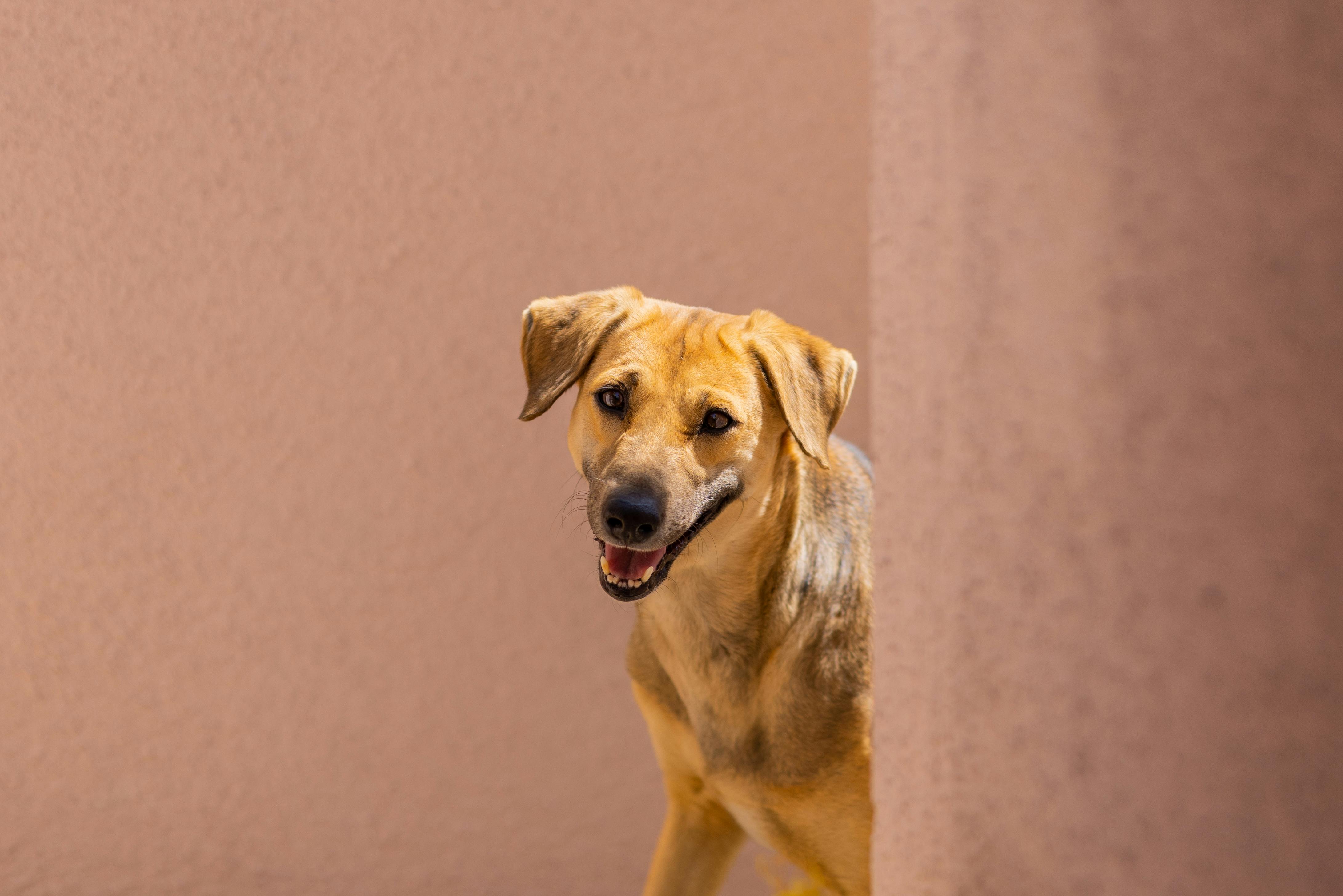A happy dog peeking around a wall on a sunny day in Kalyan, India. Perfect for pet lovers.
