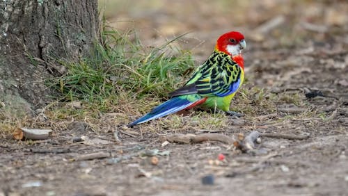A colorful bird sitting on the ground next to a tree