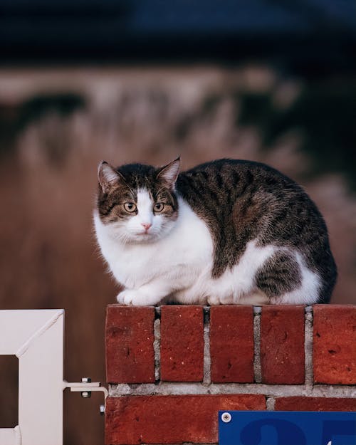 A cat sitting on top of a brick wall
