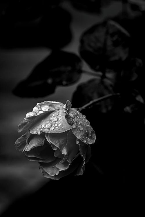 Základová fotografie zdarma na téma černobílý, déšť, elegantní