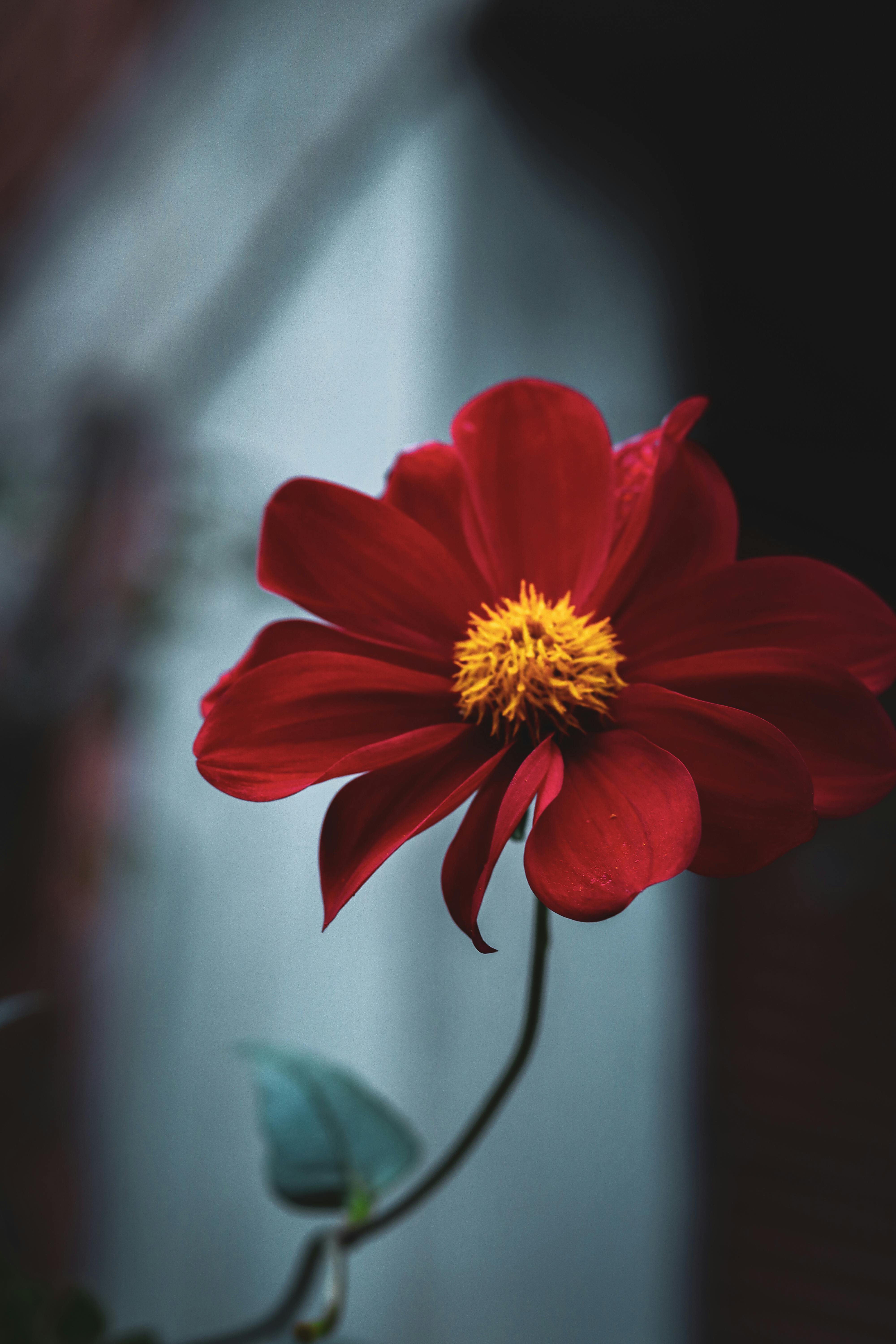A beautiful red dahlia flower in full bloom with detailed petals and stamens against a blurred background.