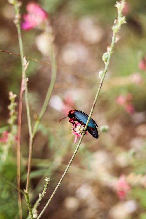 A red and black bug sitting on a pink flower