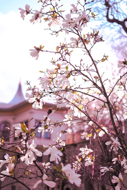 Ilmainen kuvapankkikuva tunnisteilla kukka, magnolia