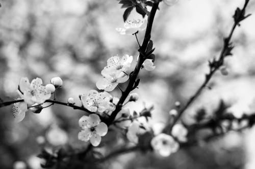 Free Cherry Blossoms in Spring Stock Photo