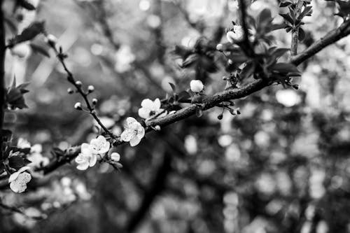 Ilmainen kuvapankkikuva tunnisteilla kirsikka, kukat, lehdet