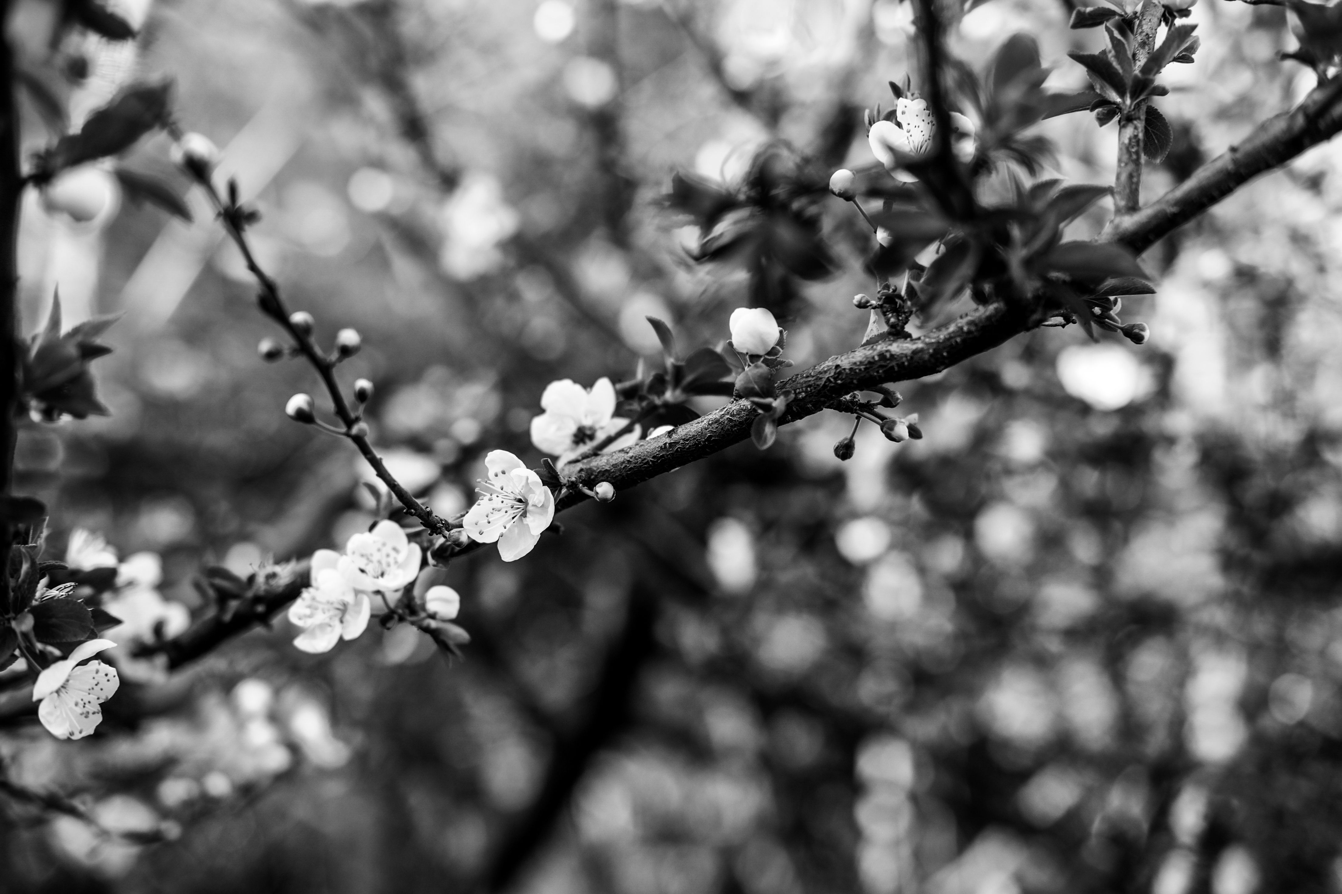Cherry Blossoms on a Tree in Black and White · Free Stock Photo