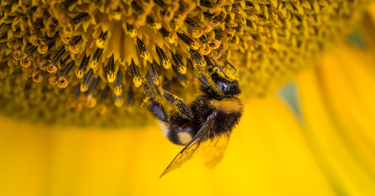 Shallow Focus Photography of Honeybee