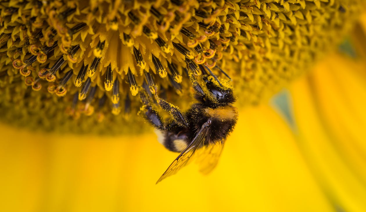 ミツバチの浅い焦点写真